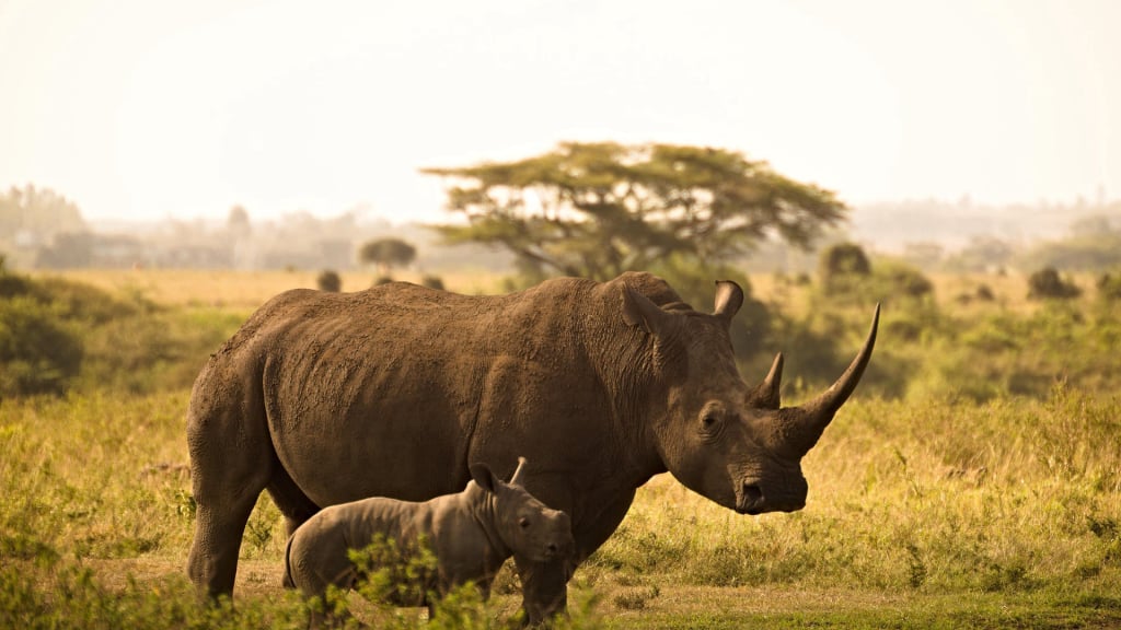 Tanzania Wildlife Safari